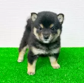 豆柴