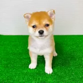豆柴
