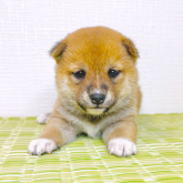 柴犬(豆柴)