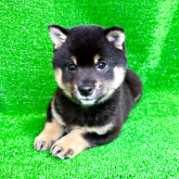 柴犬(豆柴)
