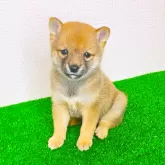 豆柴
