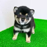 豆柴