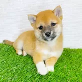 豆柴