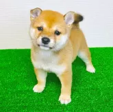 豆柴