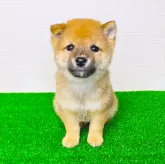 豆柴【広島県・男の子・2025年4月29日・赤】の写真2