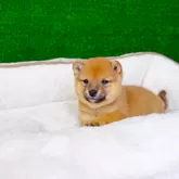 豆柴【広島県・男の子・2026年1月2日・赤】の写真8