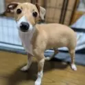 イタリアングレーハウンド【愛媛県・男の子・2024年11月9日・レッド&ホワイト】の写真8
