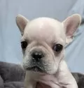 フレンチブルドッグ【愛媛県・男の子・2024年12月19日・クリーム】の写真4
