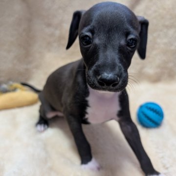 イタリアングレーハウンド【愛媛県・男の子・2025年8月11日・シール&ホワイト】の写真「真っ黒なお顔が魅力的な男の子♂️」