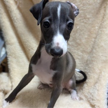 イタリアングレーハウンド【愛媛県・男の子・2025年8月11日・シール&ホワイト】の写真「一番小さな末っ子🐾即日のお迎え可能‼️」