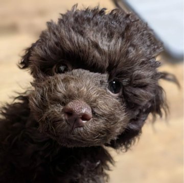 トイプードル(タイニー)【愛媛県・男の子・2024年8月27日・ブラウン】の写真「年末特別価格‼️
見学と同日お迎え可能です😃」