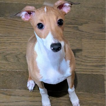 イタリアングレーハウンド【愛媛県・男の子・2024年11月9日・レッド&ホワイト】の写真「最終値下げ🐶即日のお迎えが可能です😃」