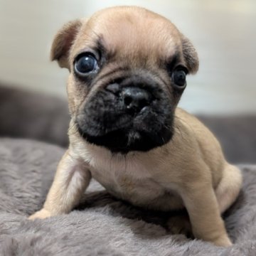 フレンチブルドッグ【愛媛県・男の子・2025年10月11日・フォーン】の写真「おっきく育った末っ子♂️」