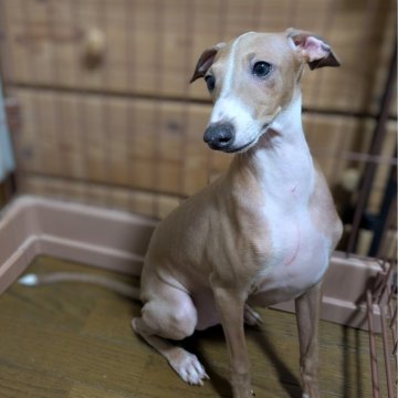 イタリアングレーハウンド【愛媛県・男の子・2025年5月13日・ブルーフォーン】の写真「元気いっぱい😃次男🐾最終価格‼️」