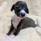 イタリアングレーハウンド
