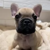 フレンチブルドッグ