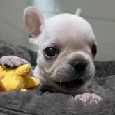 フレンチブルドッグ