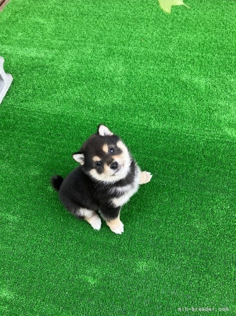 柴犬｜稲村　陽四郎(いなむら　ようしろう)ブリーダー(福島県・柴犬など・JKC/日本犬保存会/北海道犬保存会/kc ジャパン登録)の紹介写真2