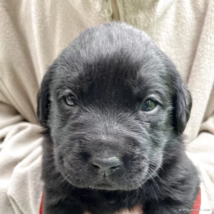 ちゃと 様のお迎えした子犬