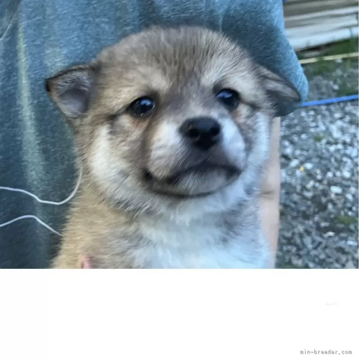 ID:2504-06497の子犬