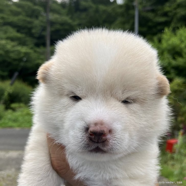 ブリーダー画像