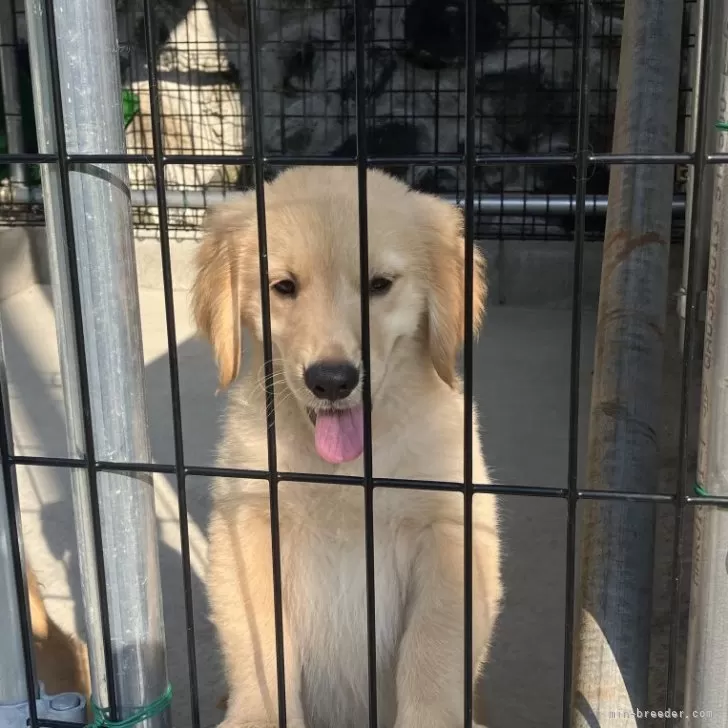 ID：2507-08704の子犬