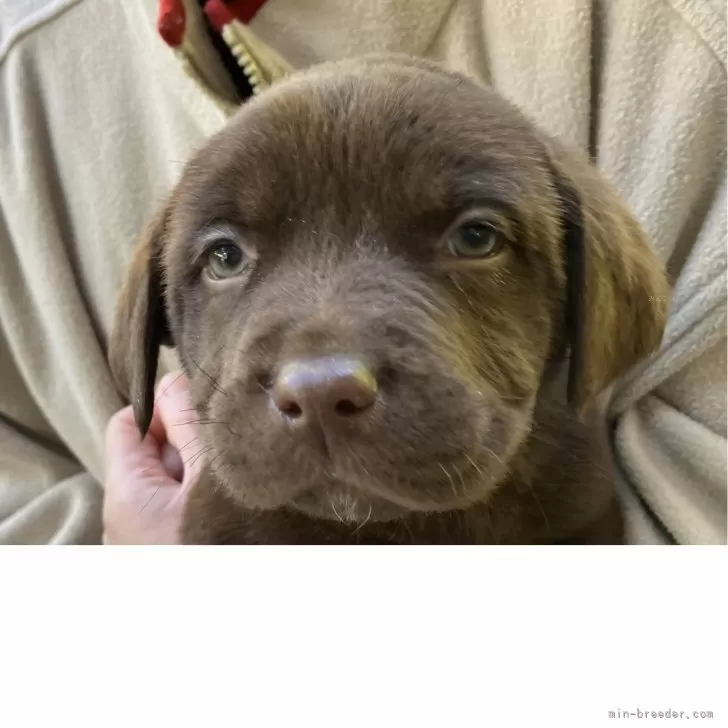イクイク 様のお迎えした子犬