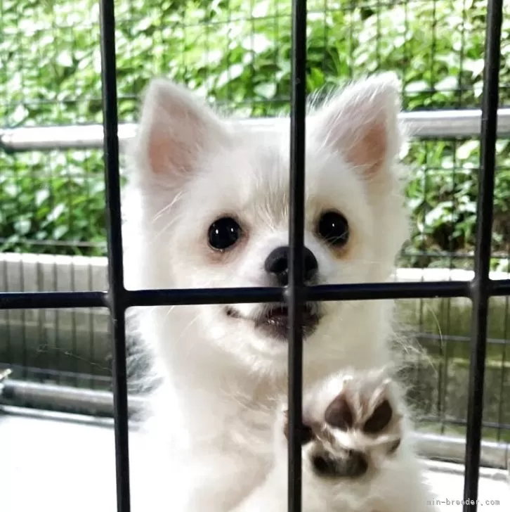 A.K 様のお迎えした子犬