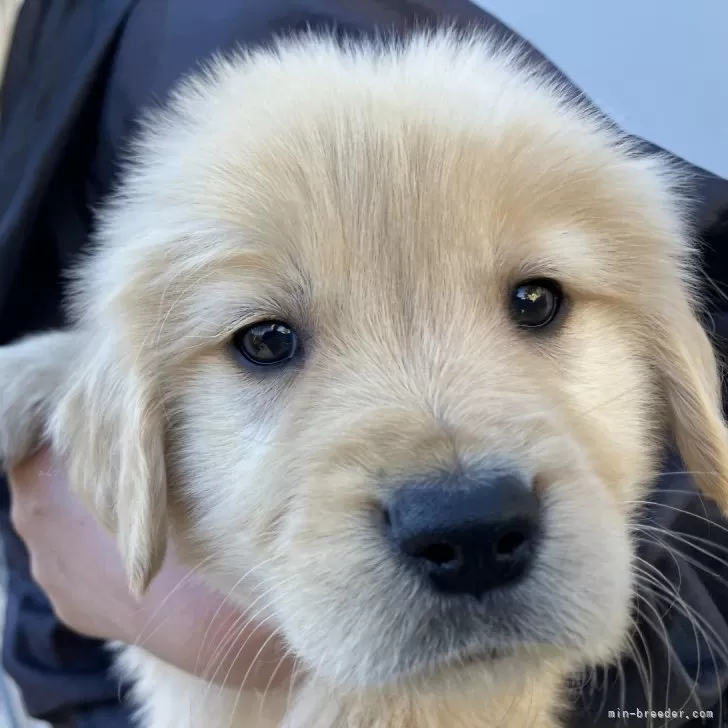 ID:2412-00297の子犬