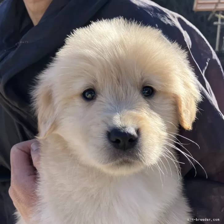 ID:2412-00284の子犬