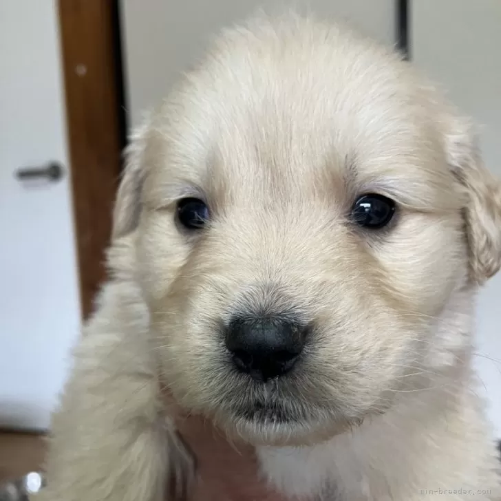 ID:2412-03267の子犬