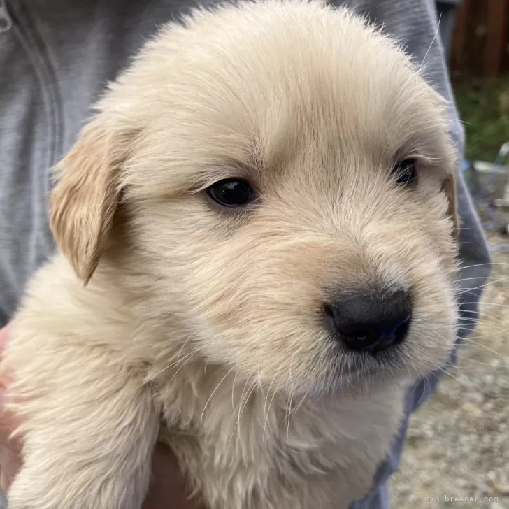 ID:2412-03254の子犬