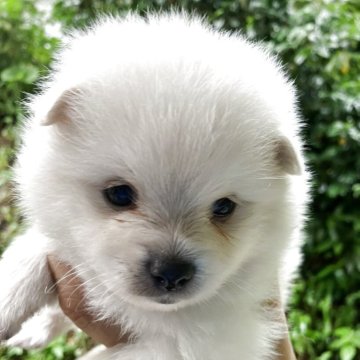 ミックス(日本スピッツ×ポメラニアン)【福島県・男の子・2025年5月23日・クリーム】の写真「おっとりな男の子」