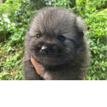 ミックス(日本スピッツ×ポメラニアン)【福島県・男の子・2025年5月23日・シルバーウルフ】の写真「小さくて可愛い男の子です。」