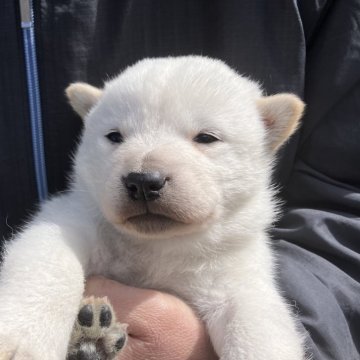 北海道犬【福島県・男の子・2025年2月20日・白】の写真「白い可愛い男の子です」