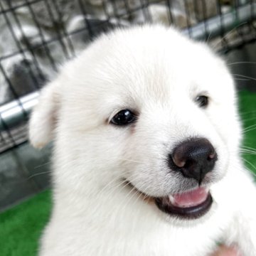 ミックス(日本スピッツ×柴犬)【福島県・男の子・2025年6月27日・白】の写真「真っ白な男の子」