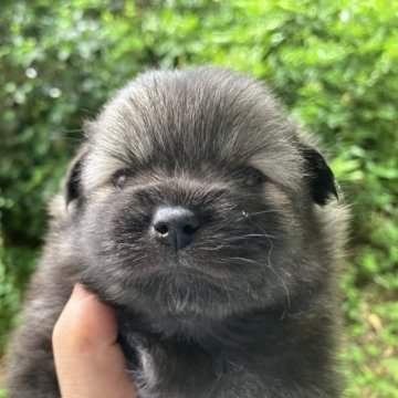 ミックス(日本スピッツ×ポメラニアン)【福島県・男の子・2025年5月23日・シルバーウルフ】の写真「小さくて可愛い男の子です。」