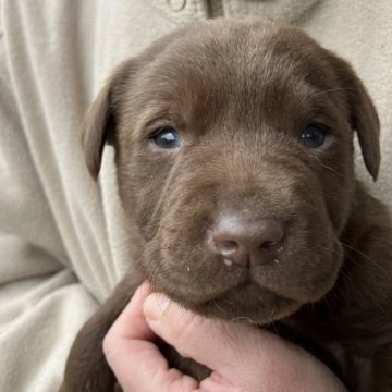 ラブラドールレトリバー【福島県・男の子・2025年1月11日・チョコレート】の写真「可愛い男の子です。」