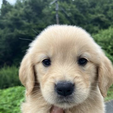 ゴールデンレトリバー【福島県・女の子・2025年6月26日・ゴールド】の写真「元気な女の子」