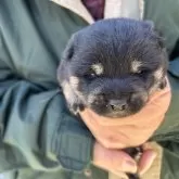 豆柴【福島県・男の子・2025年12月8日・黒】の写真1「一番小さな男の子」