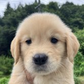 ゴールデンレトリバー