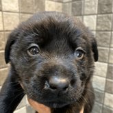 ラブラドールレトリバー