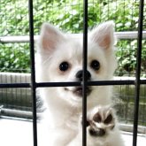 ミックス(日本スピッツ×ポメラニアン)