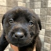 ラブラドールレトリバー