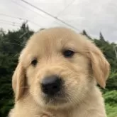 ゴールデンレトリバー【福島県・男の子・2025年6月26日・ゴールド】の写真2