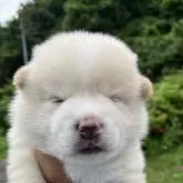 ミックス(日本スピッツ×柴犬)【福島県・男の子・2025年5月22日・シロ】の写真3