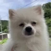 ミックス(日本スピッツ×ポメラニアン)【福島県・男の子・2025年5月23日・クリーム】の写真3「可愛くなってきました」