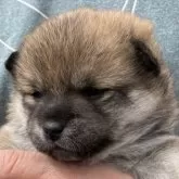 ポメ柴(ポメラニアン×柴犬)【福島県・女の子・2025年3月27日・オレンジ】の写真4