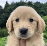 ゴールデンレトリバー【福島県・女の子・2025年6月26日・ゴールド】の写真4