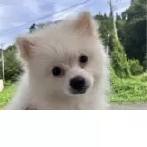 ミックス(日本スピッツ×ポメラニアン)【福島県・男の子・2025年5月23日・クリーム】の写真4「小さいです。」